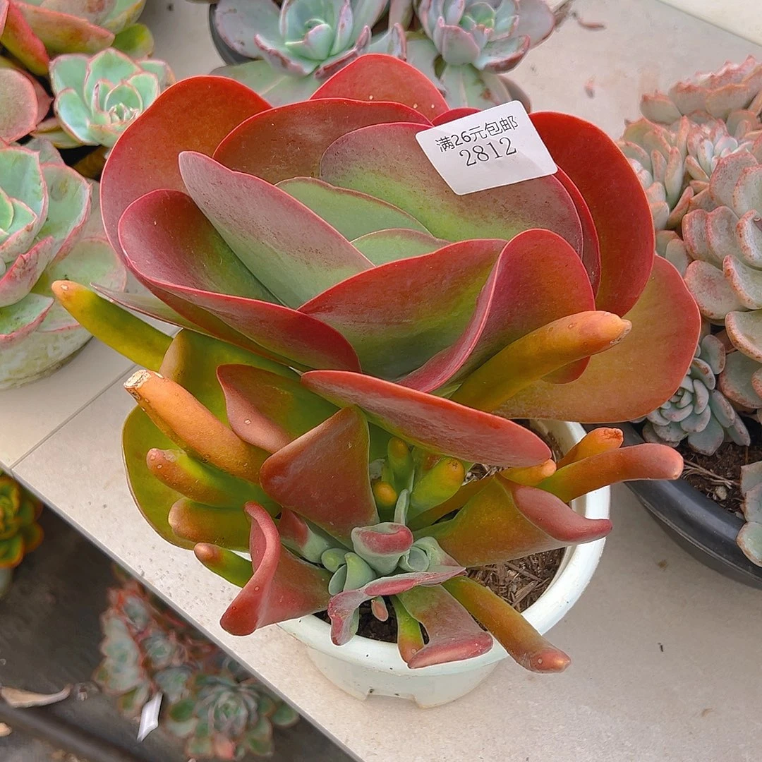 飘***落2812火狐狸多肉植物