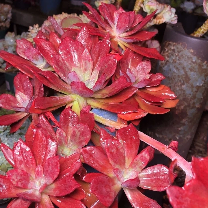 丽***梦多肉植物的植物形态