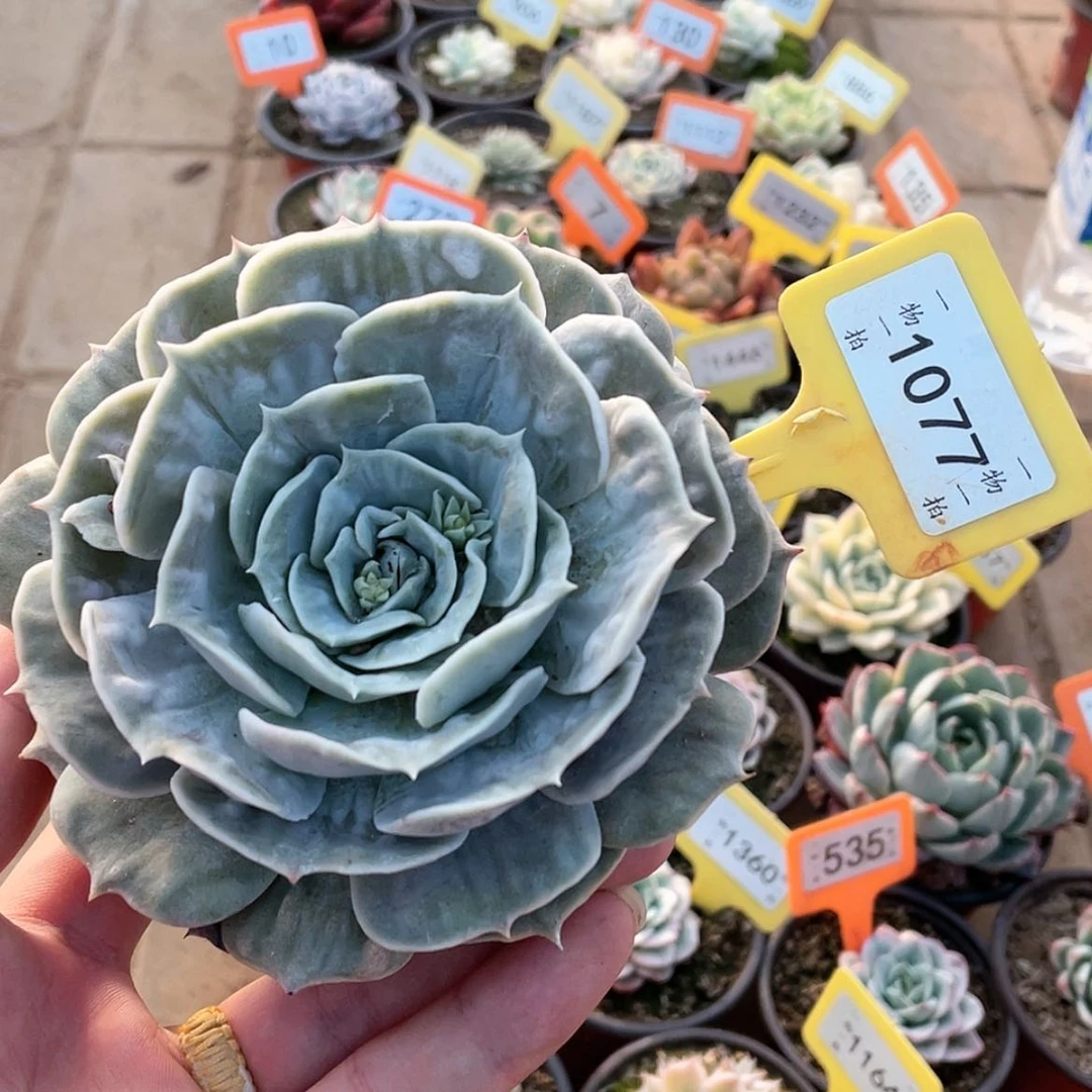 【闪购商品】1077号