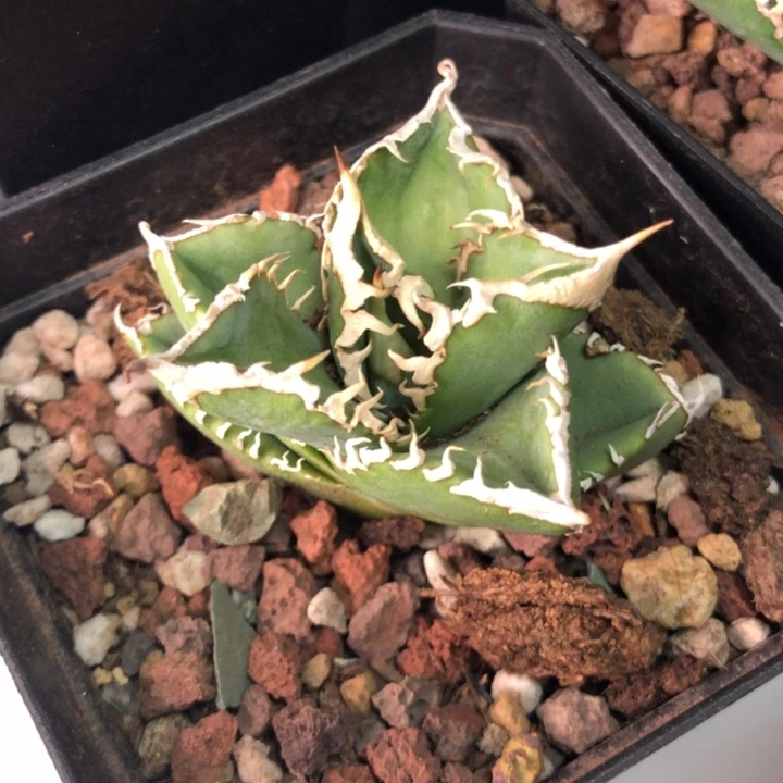 白豪刺仁王冠龙舌兰