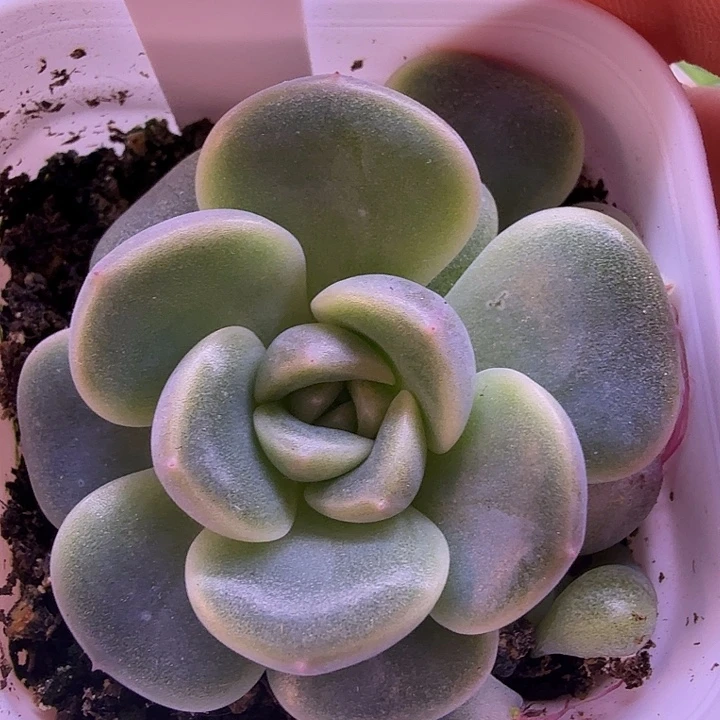 甜心81叶插苗一物一拍