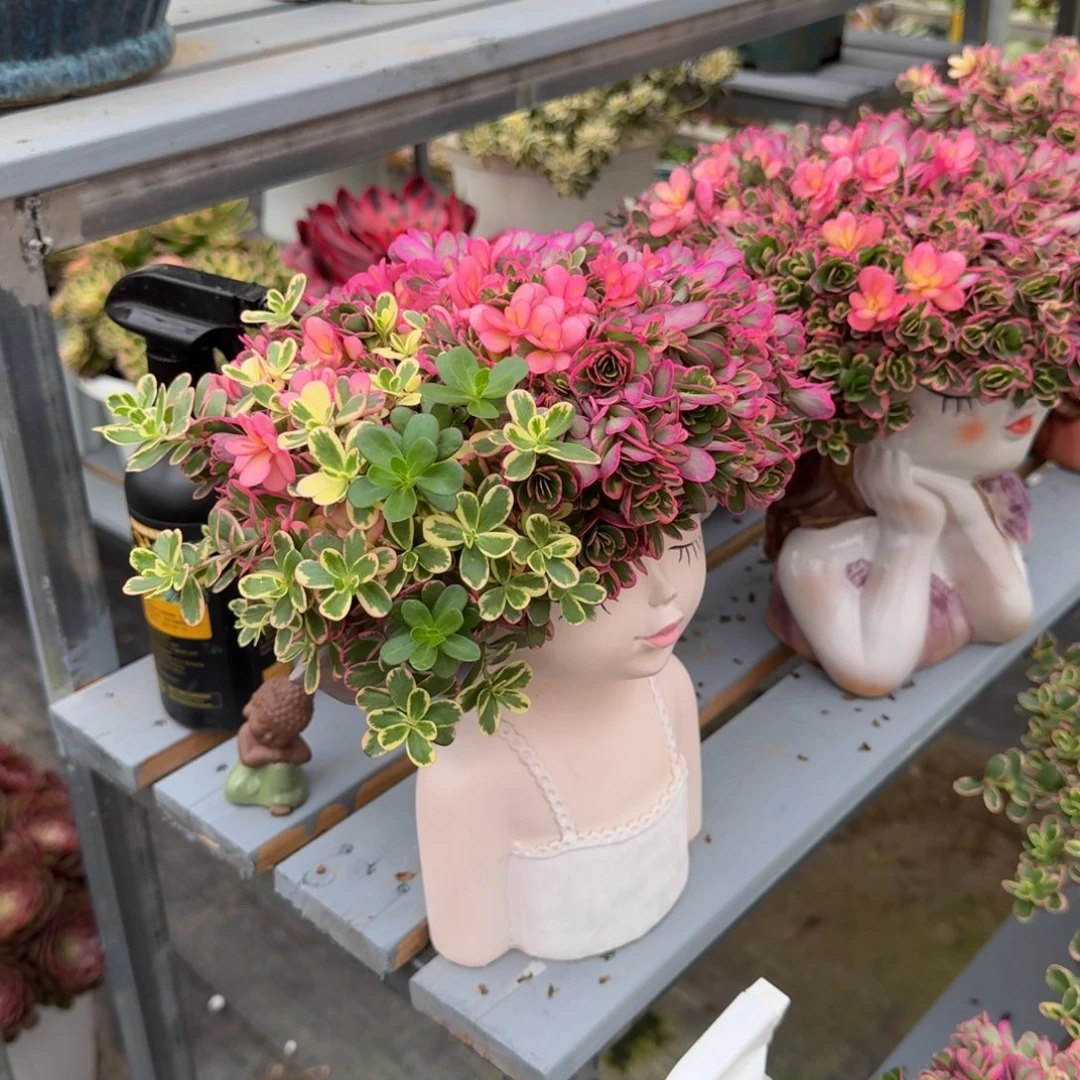 *****多肉植物太阳花锦福袋