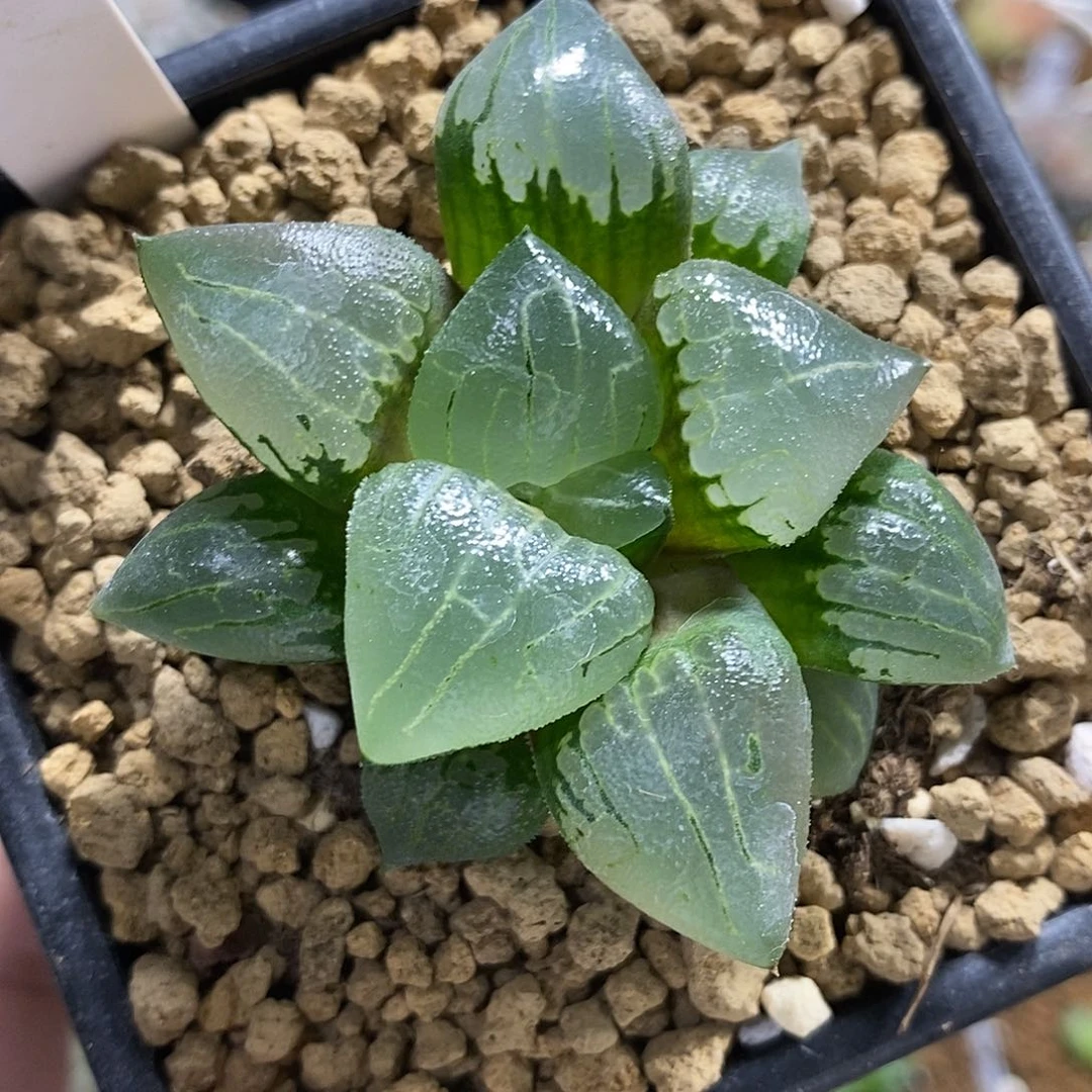 66新糯阿哈哈哈哈哈哈