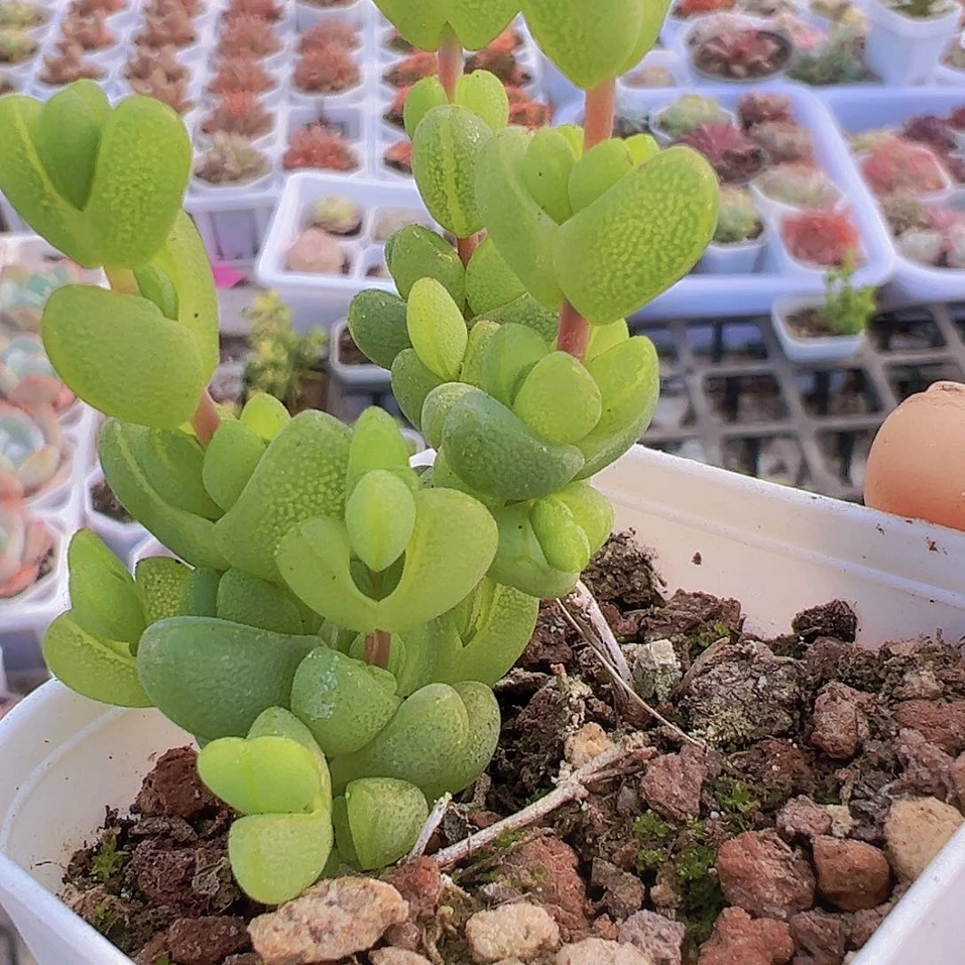 元宝枝干19包邮多肉植物