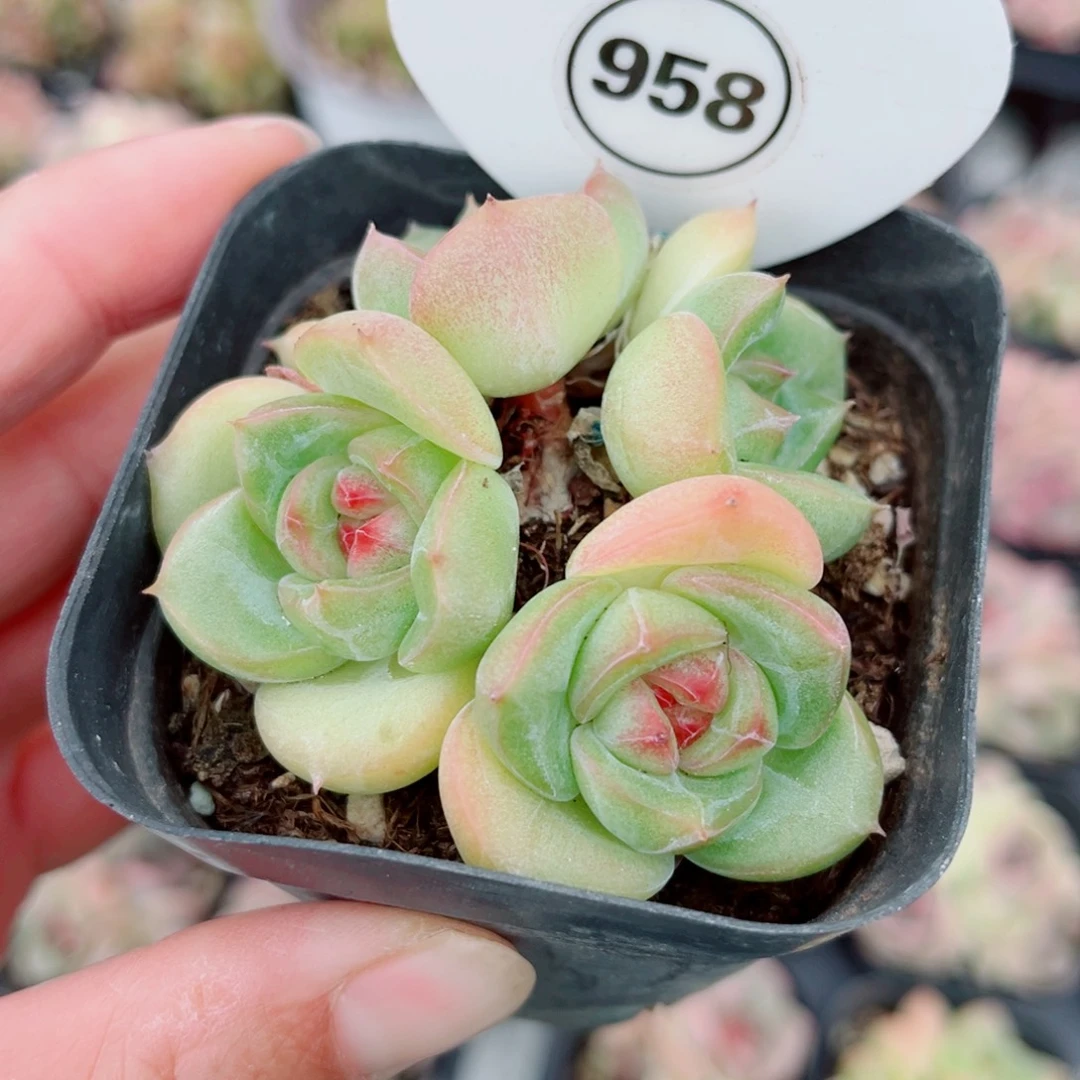 ****犀958号新品珍妮群4头