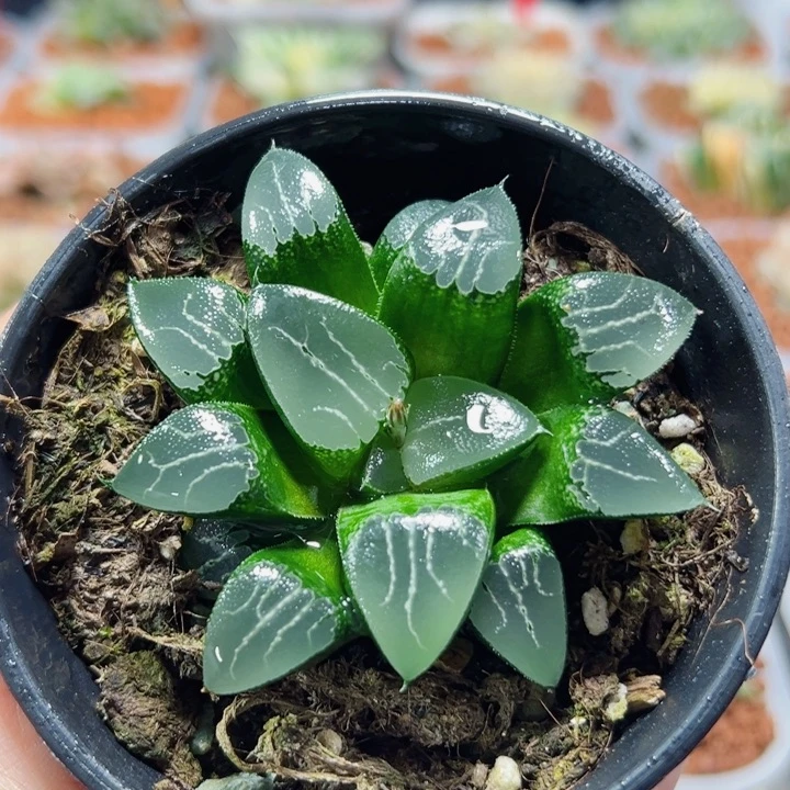 十二卷多肉月影寿