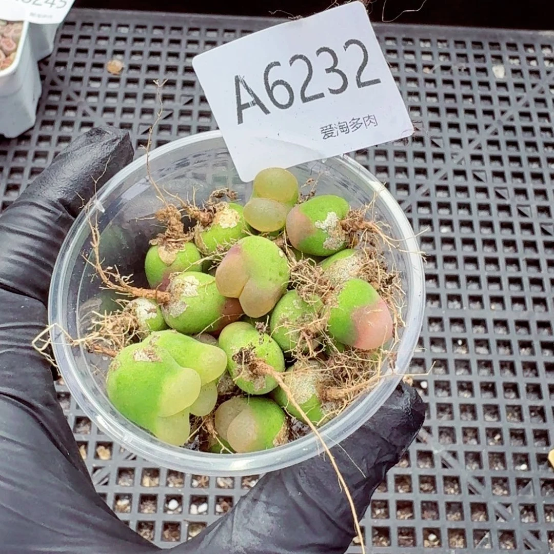 6232—生石花 生石花