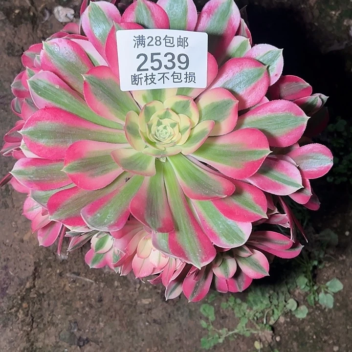 2539粉女巫多肉植物