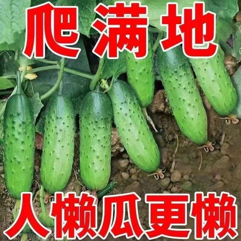 【不搭架】满地爬水果黄瓜种子四季庭院阳台盆栽黄瓜籽种蔬菜种子