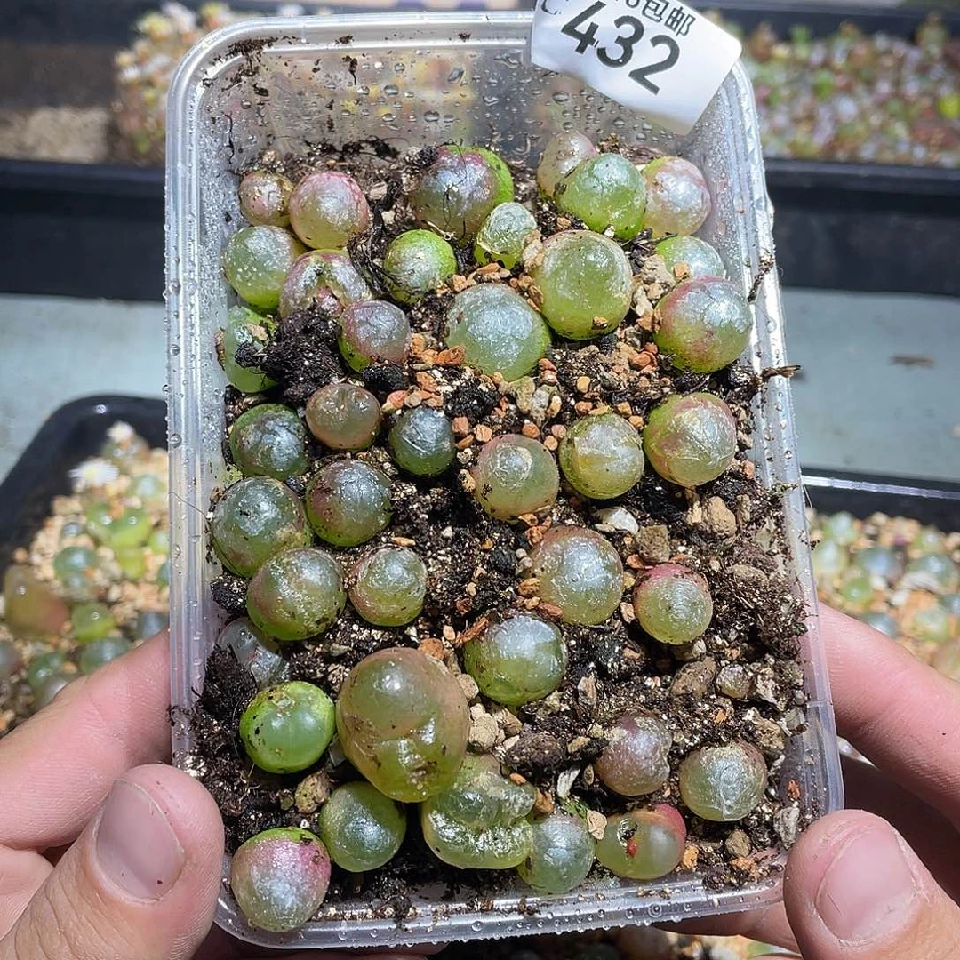 当天凑满十八元包邮432