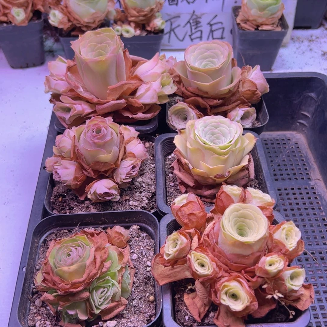 519 山地玫瑰一物一拍无售后