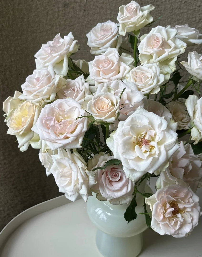 【九里甄选】多头玫瑰小香槟-云南现剪鲜花一单发申通两单发顺丰