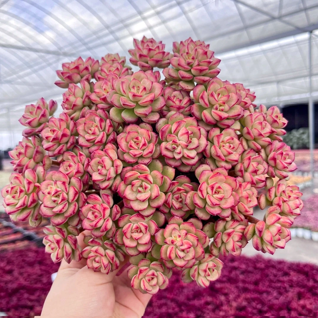 T【大盆艾格里斯玫瑰】老桩探戈 皮实新手好养 耐干旱云南种植发货