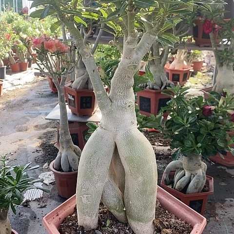 【闪购商品】满**香九层琉璃塔