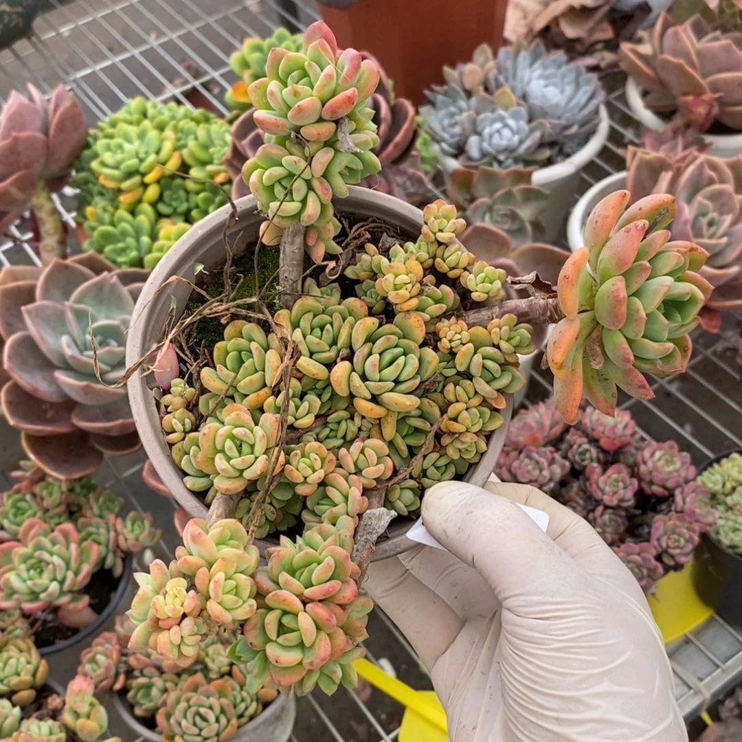 2529芬达一物一拍