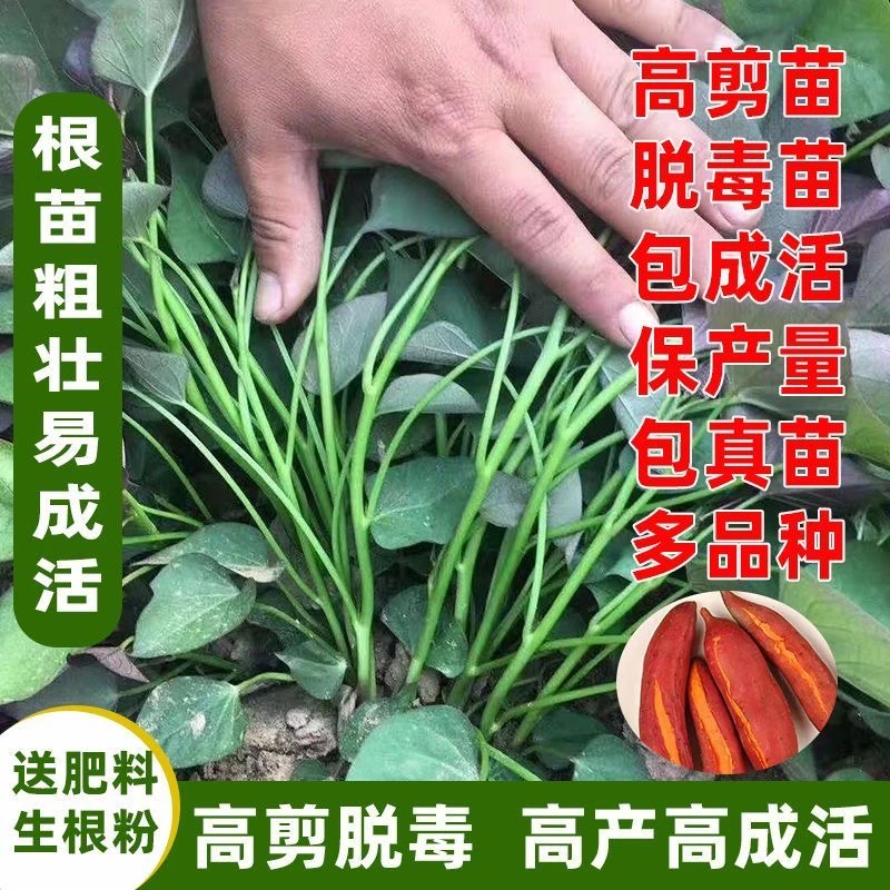 脱毒红薯秧苗头茬苗烟薯25西瓜红板栗薯苗商薯19哈密紫薯苗粗壮