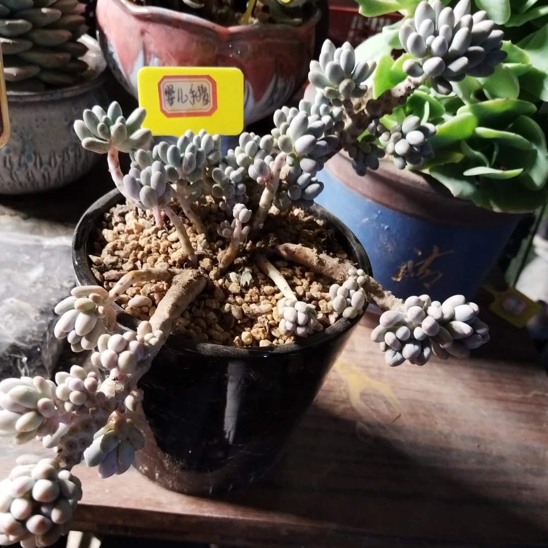 多肉植物婴儿手指