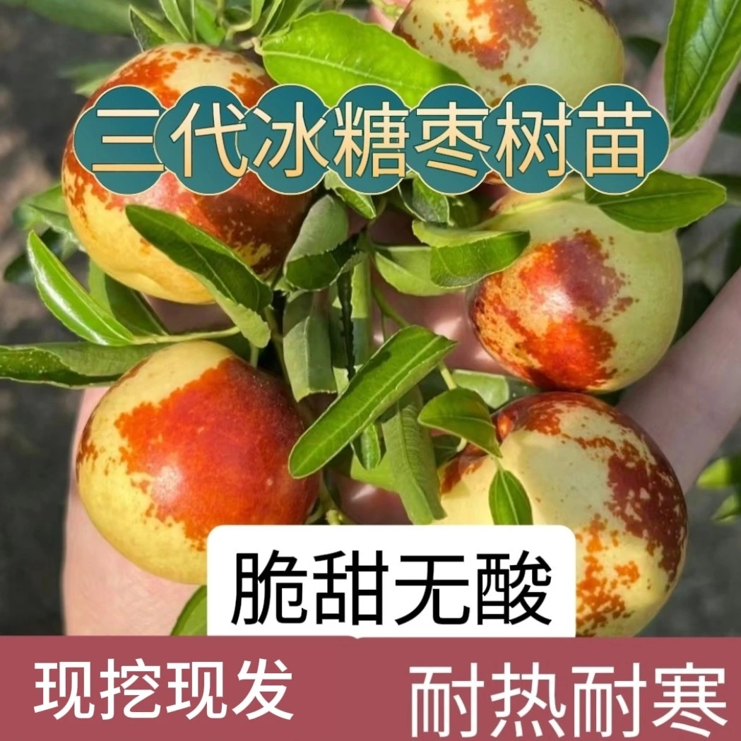 （带土发货）正宗冰糖脆枣特大超甜适合南北方耐寒盆栽地栽别墅阳台