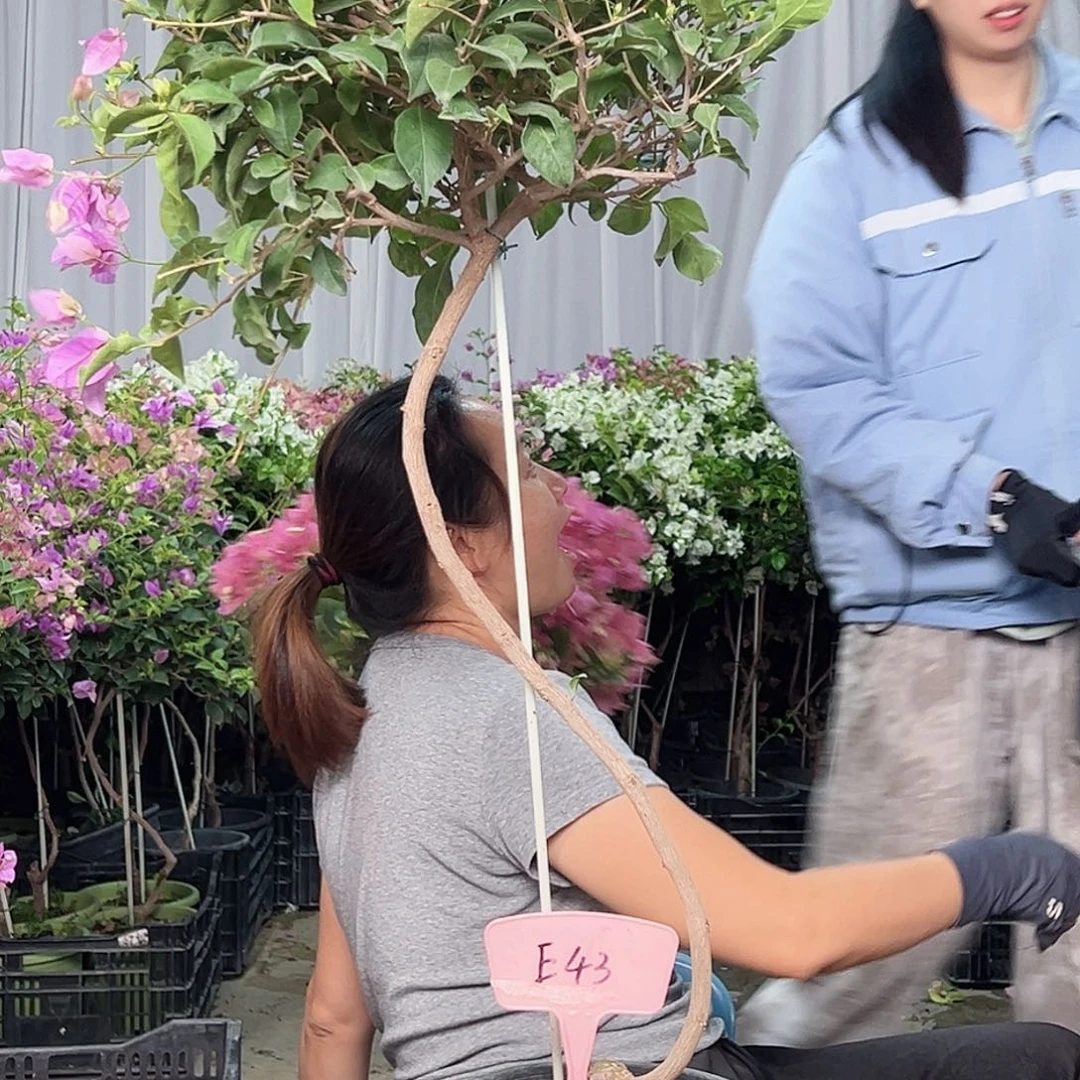 闫***五当前无花栽培后可以开花E43雪紫