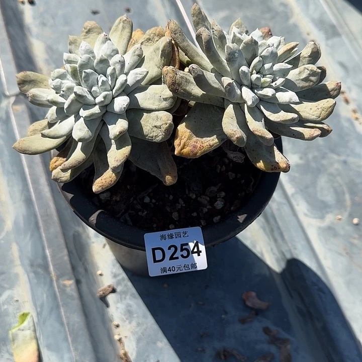 如**✨拇指仙女杯多肉植物