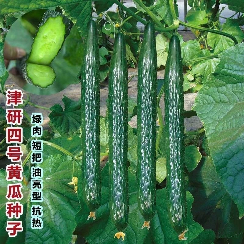 津研四号黄瓜种子蔬菜种籽绿瓤绿刺甜脆嫩绿黄瓜生吃脆甜绿皮黄瓜