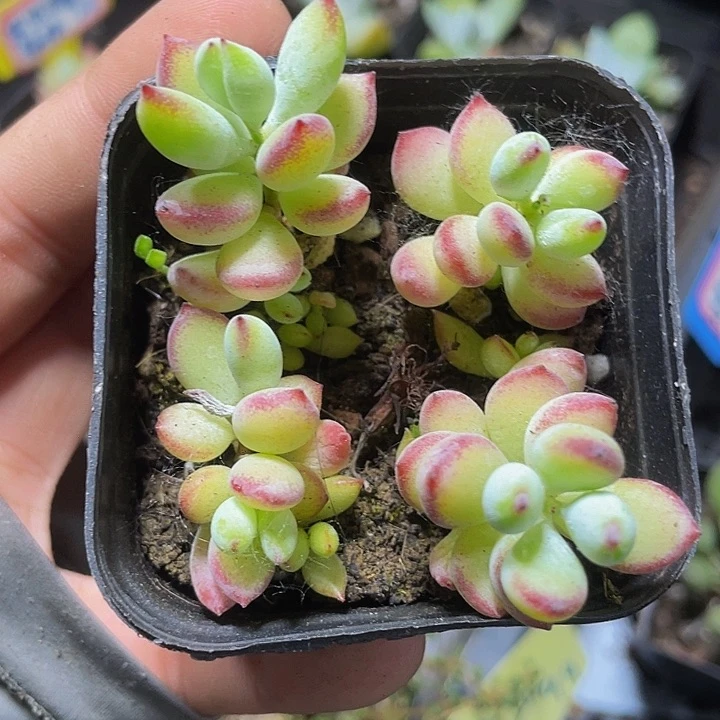 6.5方盆果冻打磨福娘