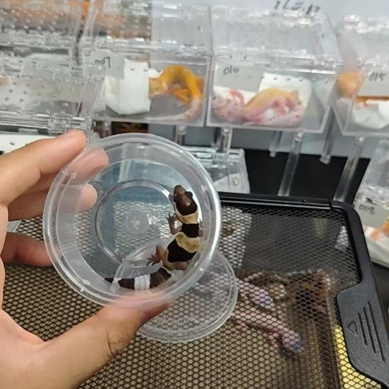 肥尾守宫雷*鸣原色瑕疵