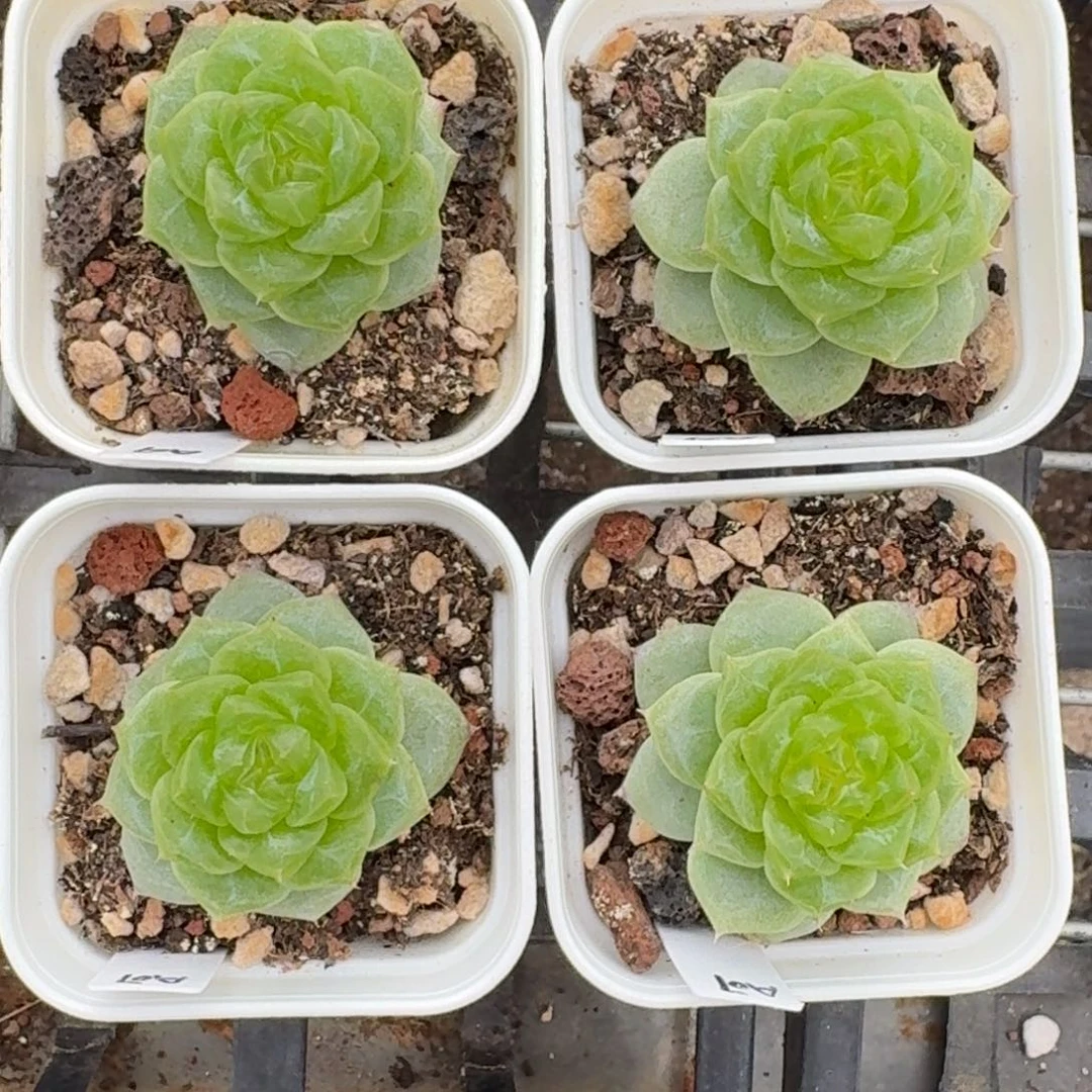 如图云慢优选珍妮麦芽07一颗