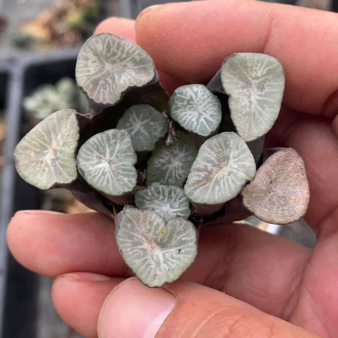 一颗优选实生万象