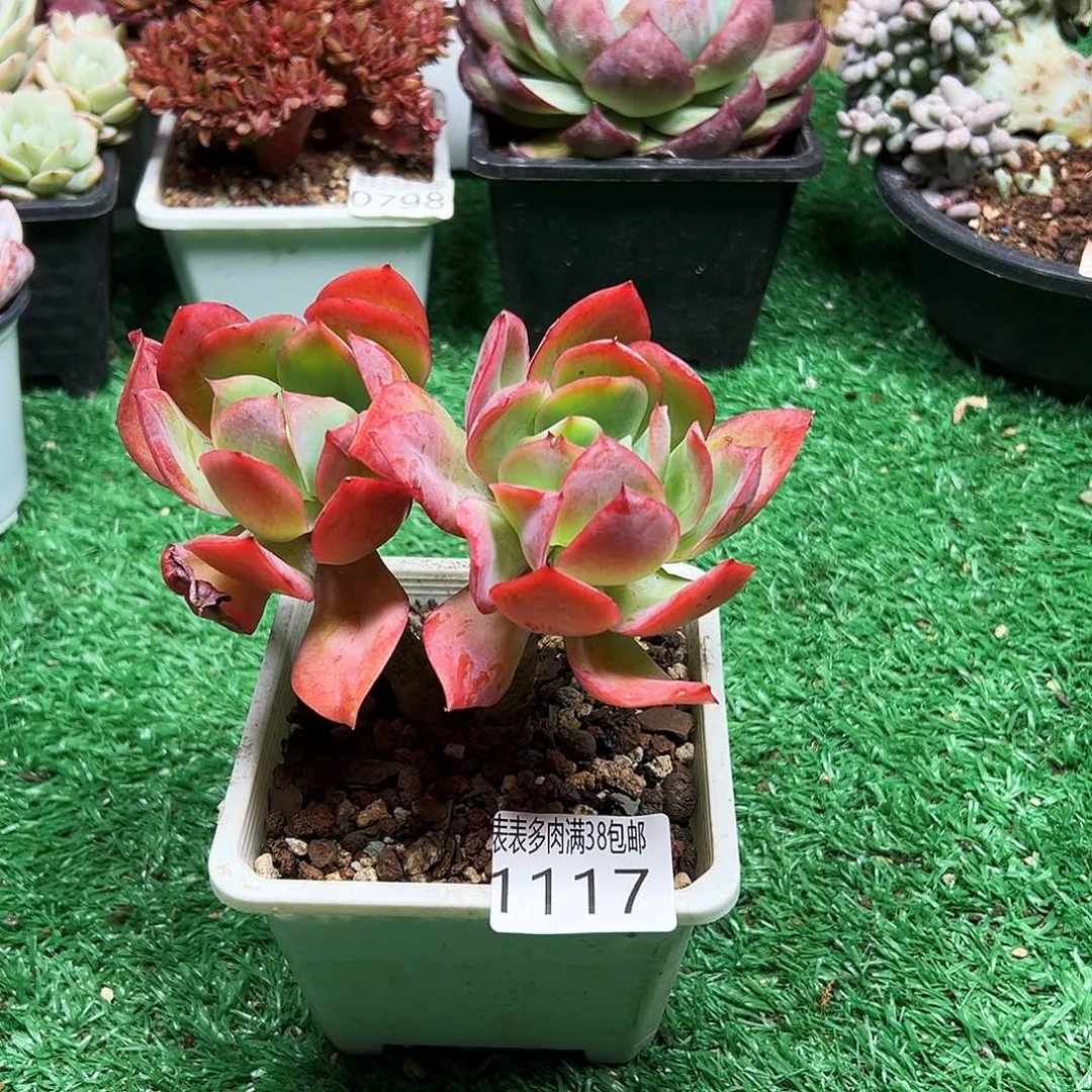 无花朵多肉一物＿拍植物1117