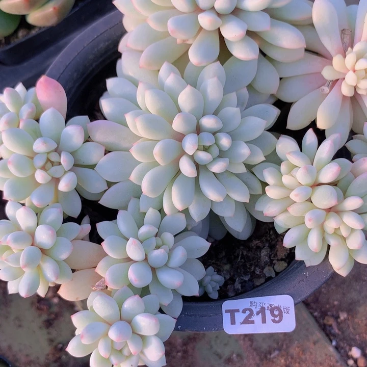 t219红蛋锦6头发货