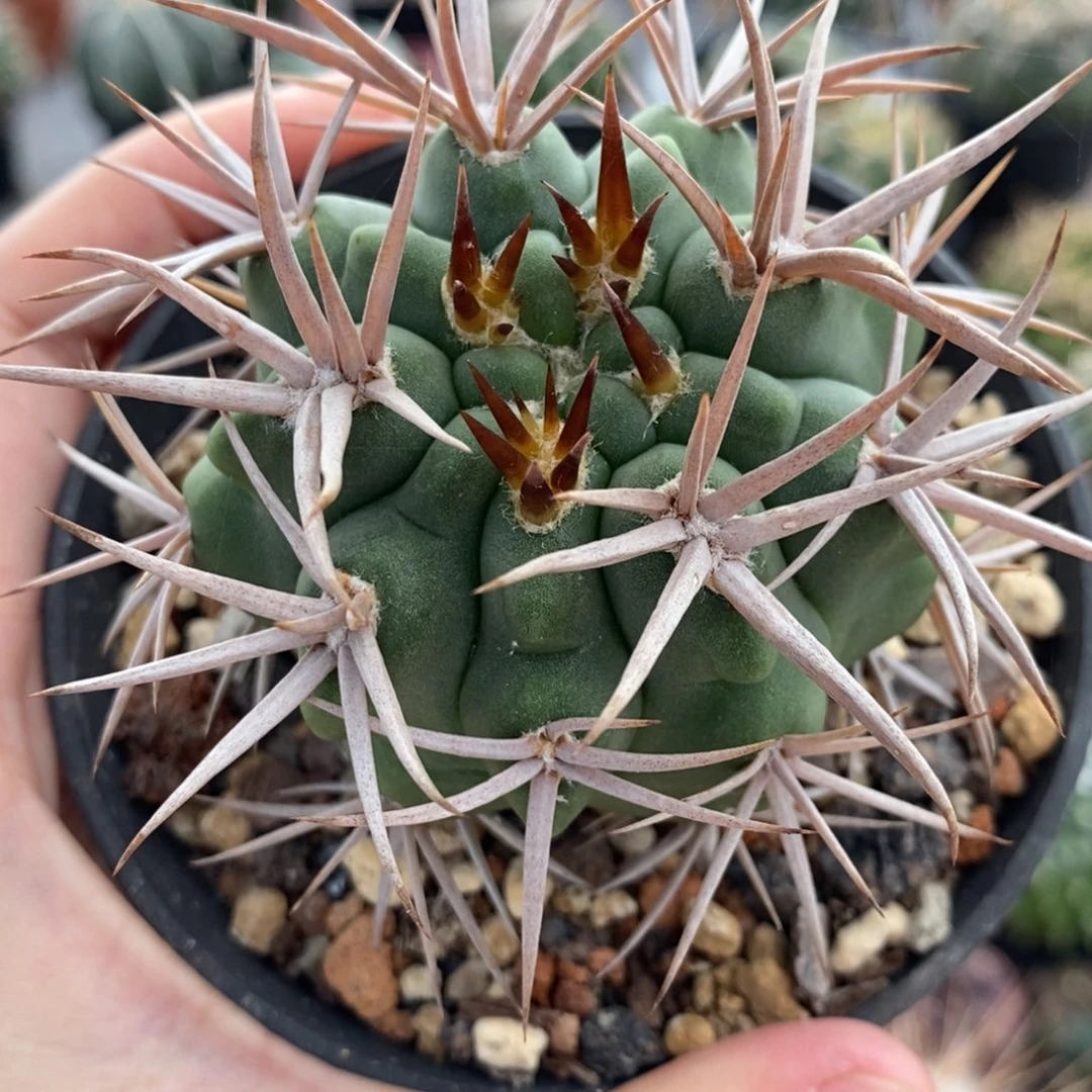 立刺碧岩玉植播园艺优选