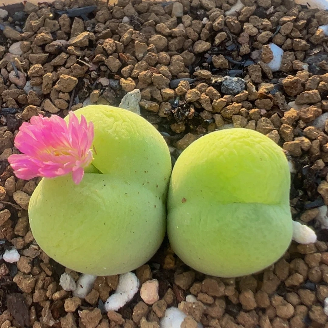 302多肉植物百科植物