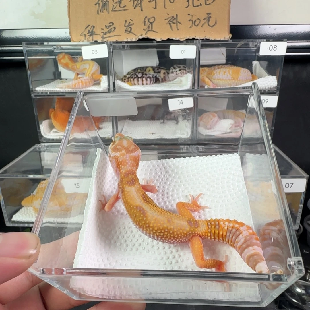豹纹守宫暴龙妹妹