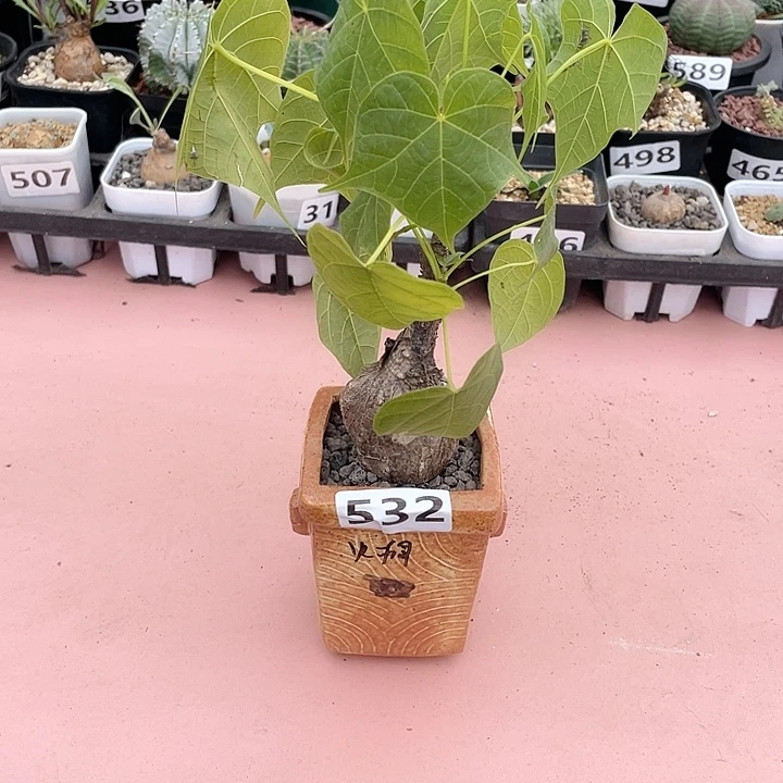 532泰国龟甲火桐块根