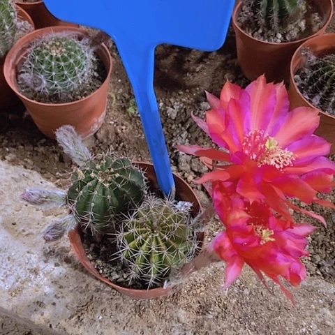 春**开仙人掌彩草A034