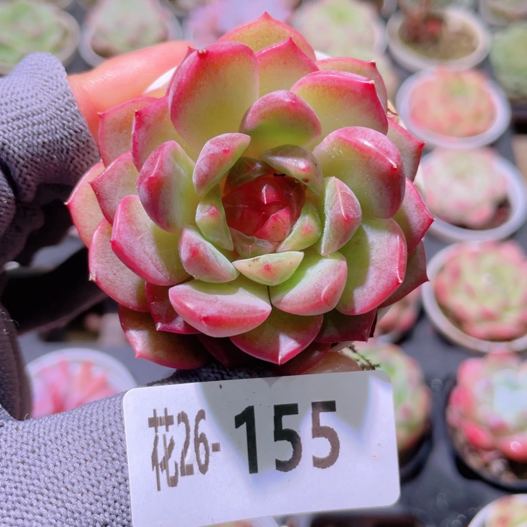 花利美26-155新品