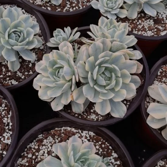 鲁锦（拟石莲科的）