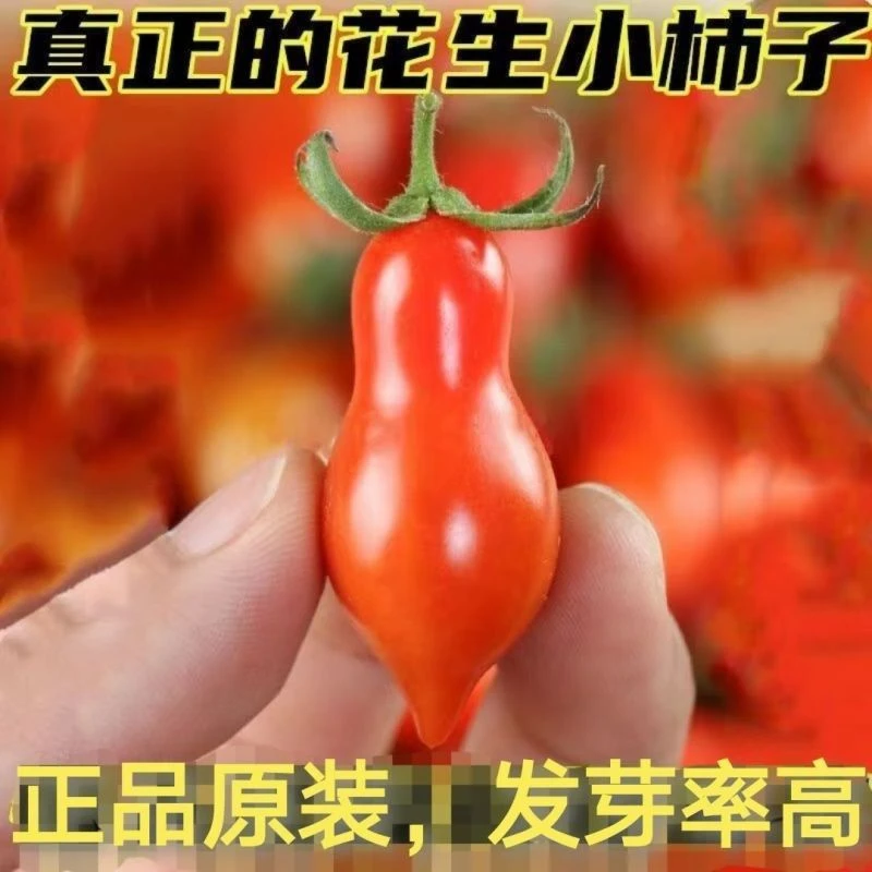 【全店满5包包邮】花生小柿子樱桃番茄种子圣女果西红柿牛奶草莓籽