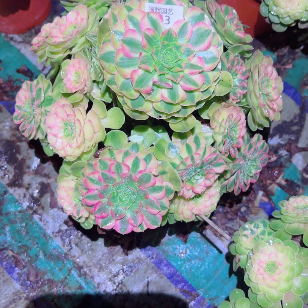 用***6法师多肉雨河263号的