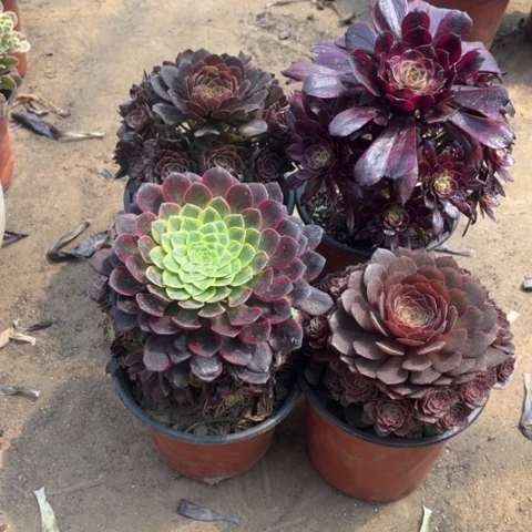 032多肉植物组合