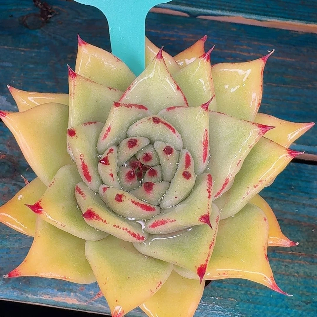 从前慢花园东云系多肉0202-19