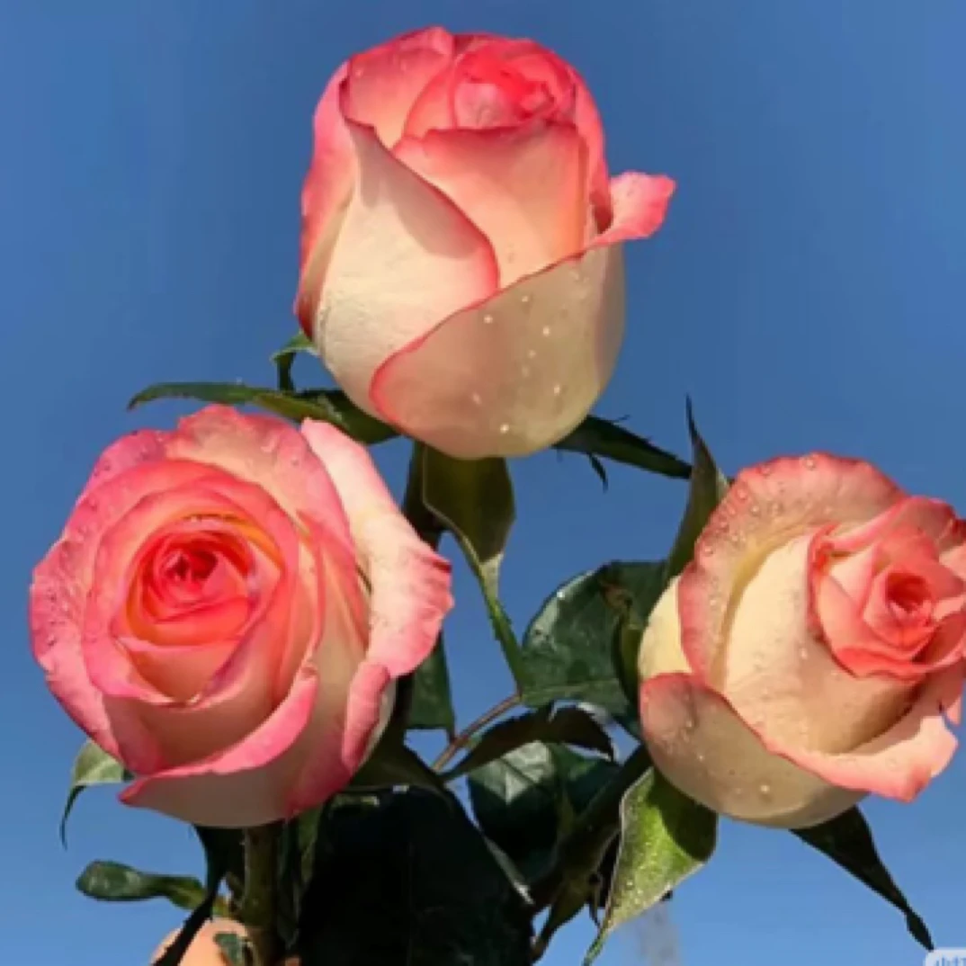 玫瑰鲜花（艾莎）阳台庭院切花花卉植物