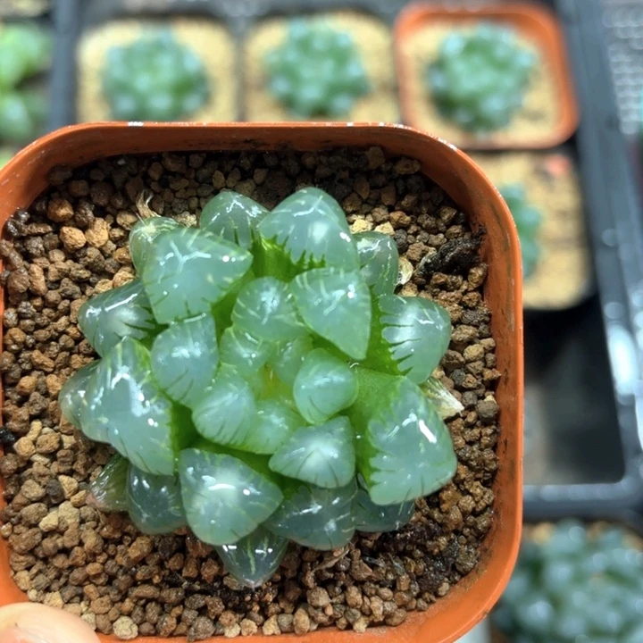 翠冰玉露多肉植物