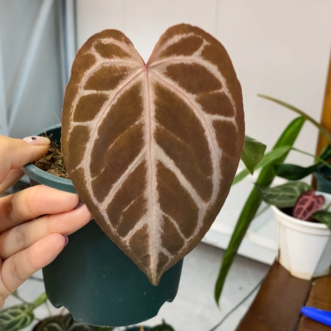 不开花植物红水晶杂粗脉