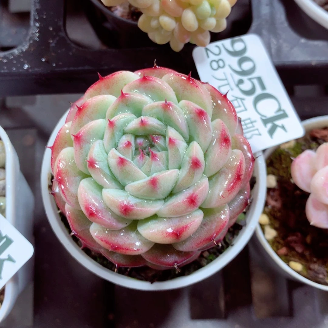 5厘米盆精控多肉995