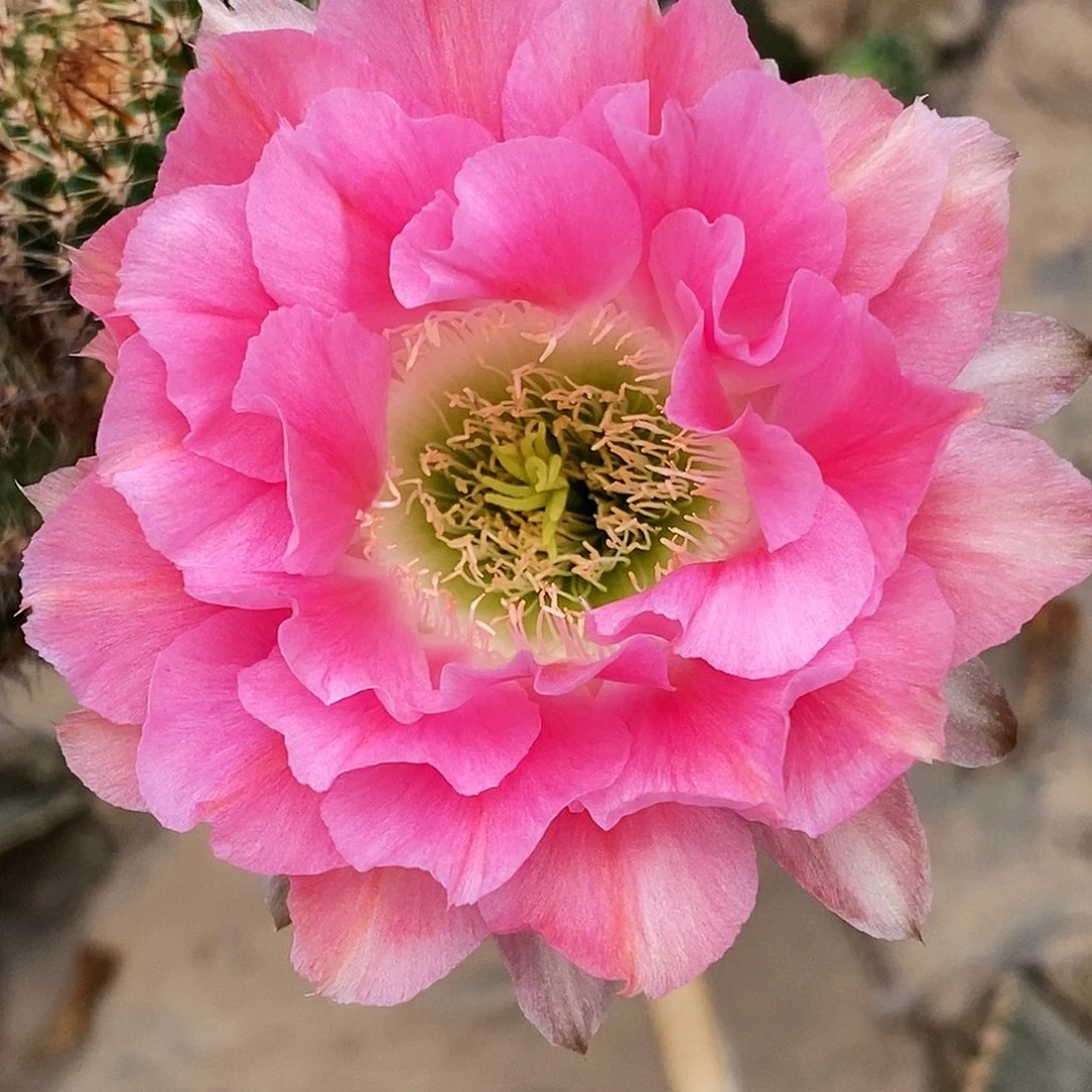 彩 194侧芽歪4公分以上