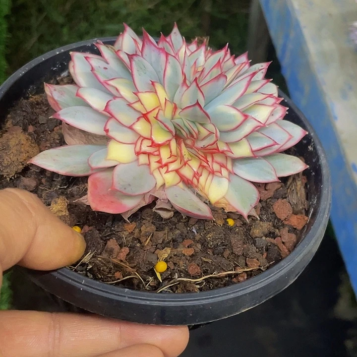 月光女神锦缀化一物一拍