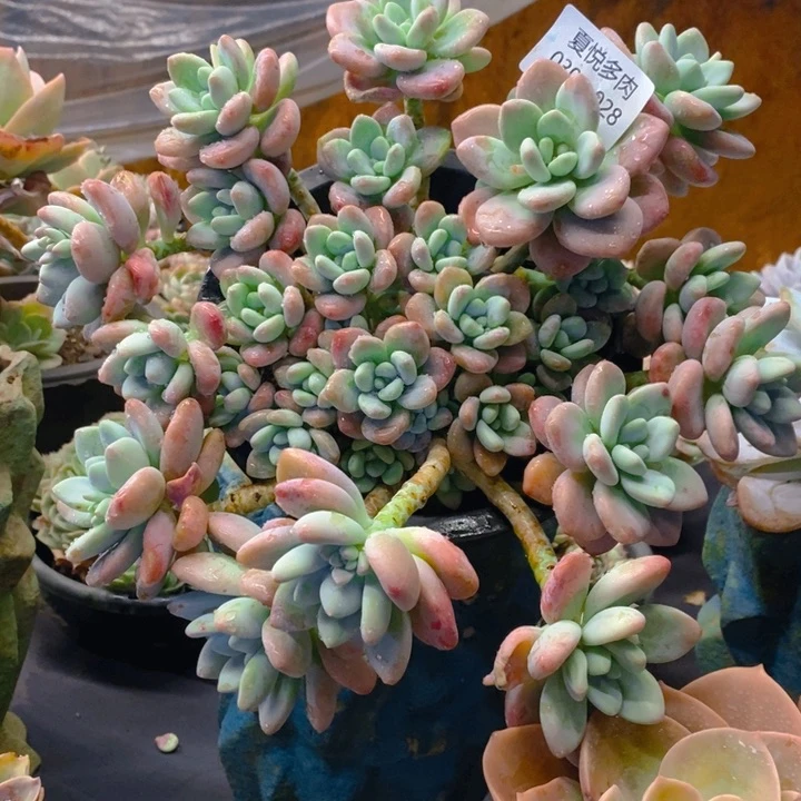 夏悦多肉 0305-28洛神