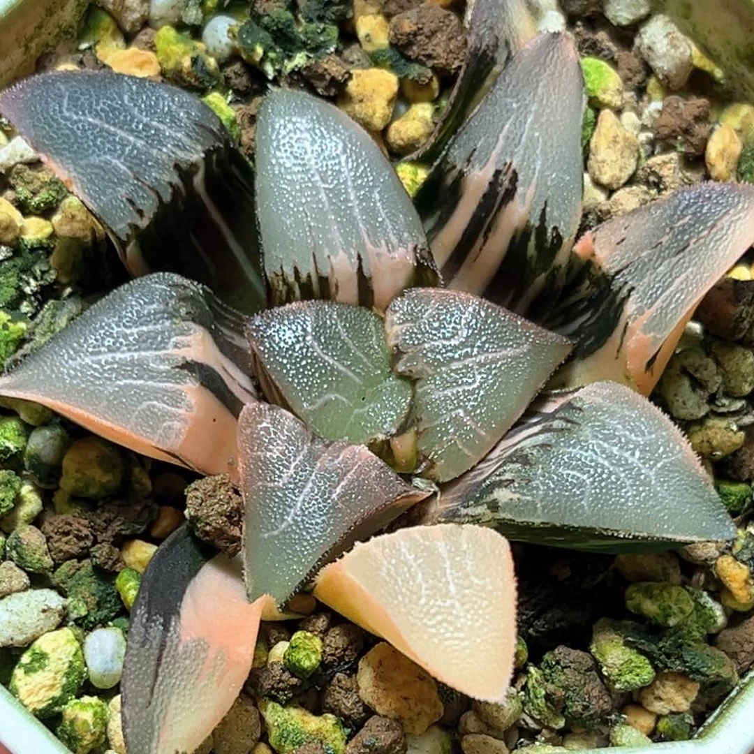 恭喜发财大吉大利79